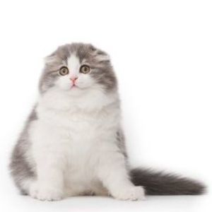 Meet your Posher, Curly